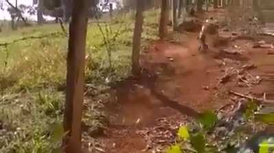 Que cobra &eacute; essa chat? monkaW