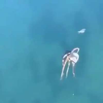 Poor little crabby :(