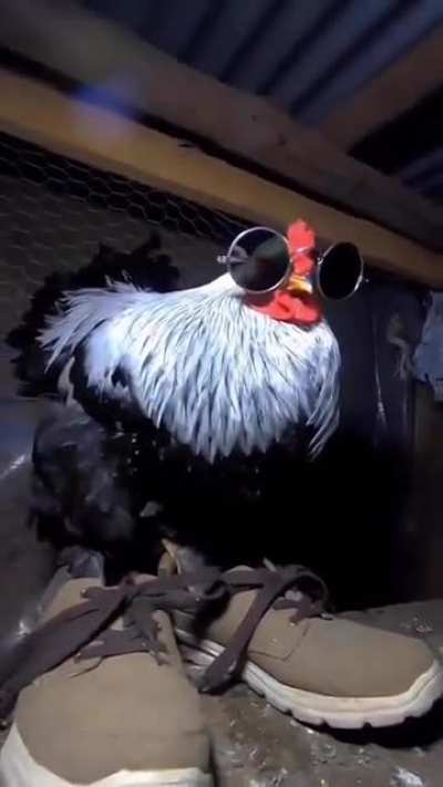 Cock😎