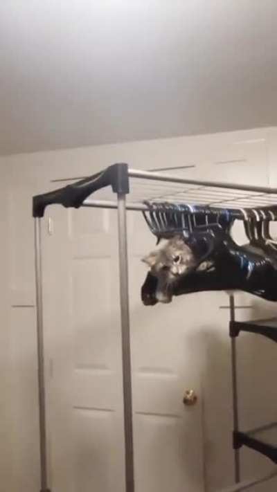 Just doing cat things