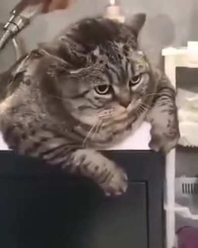 Чистка кота