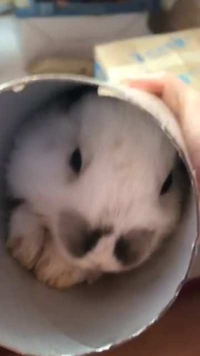 Meet bailey, reed&rsquo;s little brother (part2) he really likes Pringles