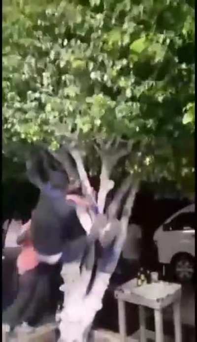 "Let's do it on the tree"