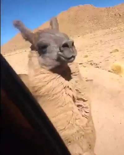 Llama atack, creo que es una llama, las alpacas son m&aacute;s peludas.