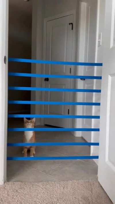 Cat does the tape challenge 