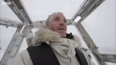 When a polar bear tries to break into your protective cage...