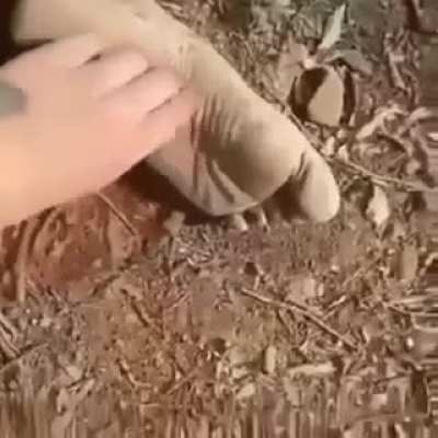 Tickle tickle