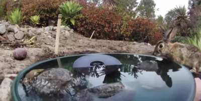Variety of wild animals visiting water fountain
