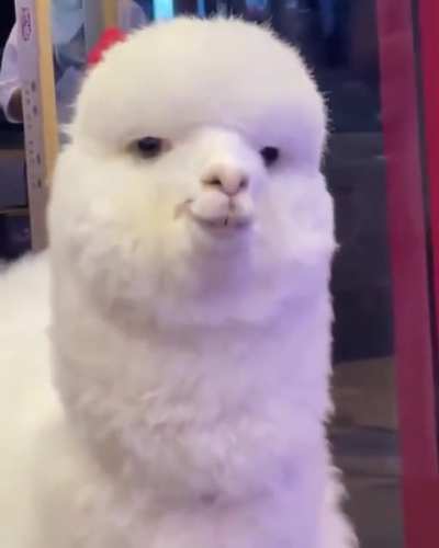 Is this alpaca for real flirting?