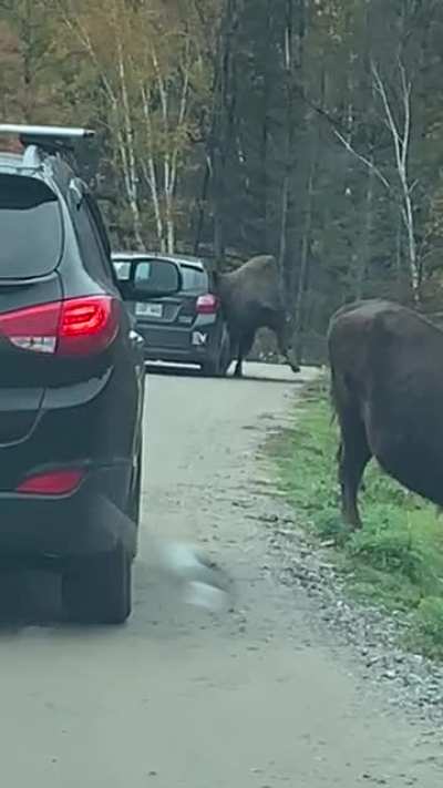 Today at Parc Omega