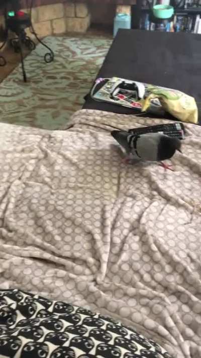 My pigeon started to build her nest right in the middle of our couch