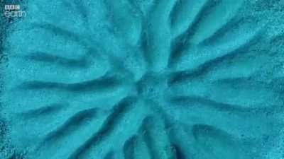 The male pufferfish tries to impress potential mates with his masterpiece.