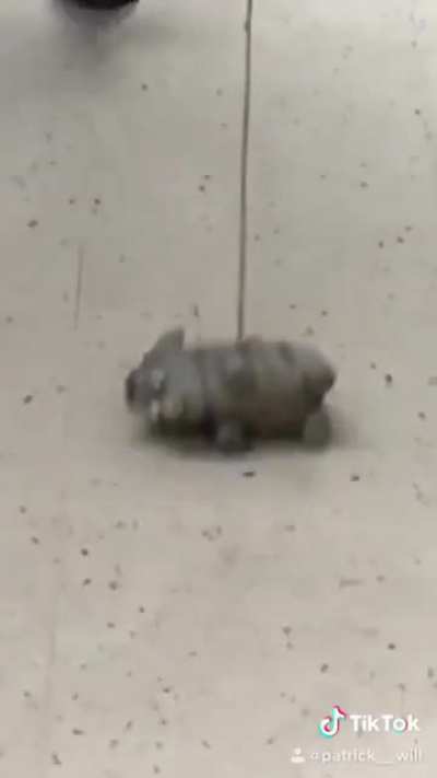 😂 Taking a pig to the supermarket 😂