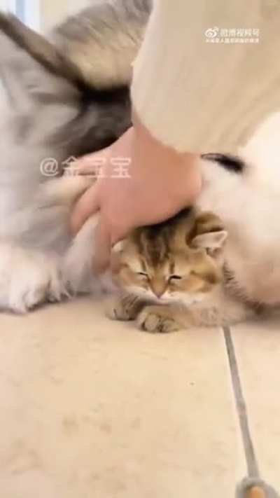 Lots of hidden kitties