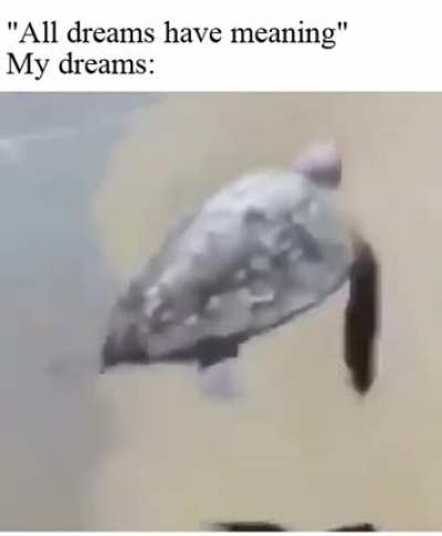 Tortoises can fly?