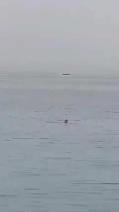 Tourist got killed by a shark in Hurgada egypt.