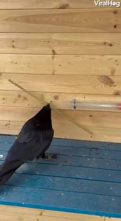 Good boi
