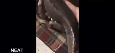 🦎