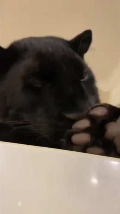 These panther paws