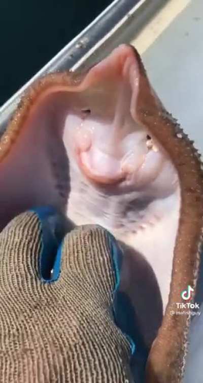 Fish Tickles