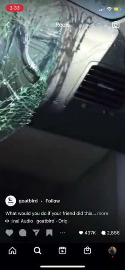 Windshields are the best thing to jump on