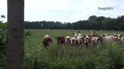 The Symphony of the Bovine...