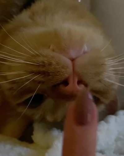 Booped