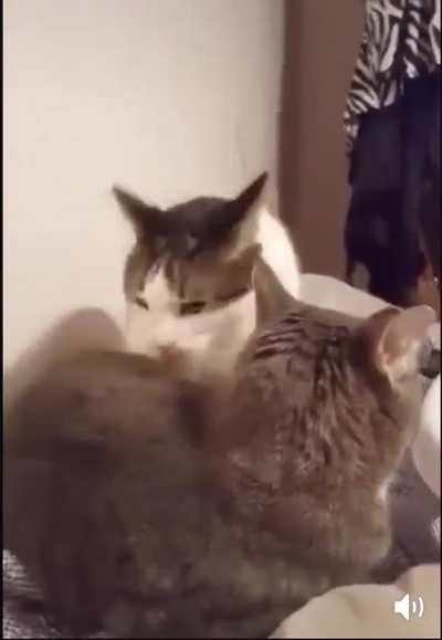 Cat attack