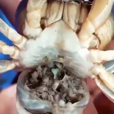 Baby crabs chilling