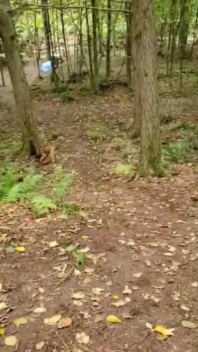 Who needs to throw a ball?