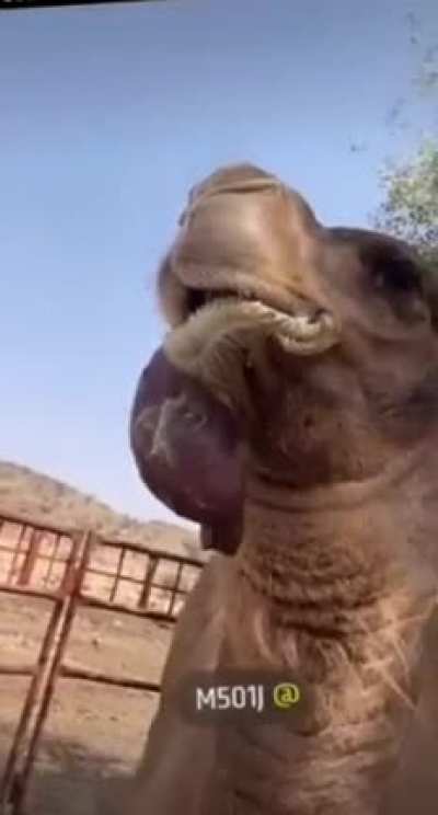 Thanks , i hate camels
