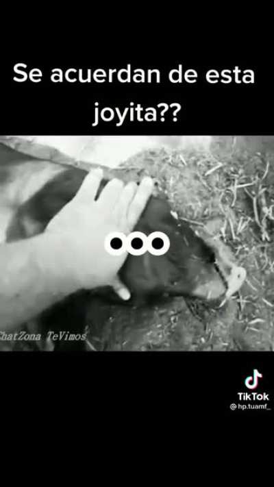 No rodolfo