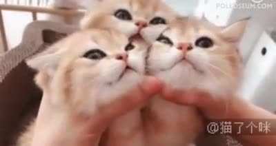 Caterberus rising