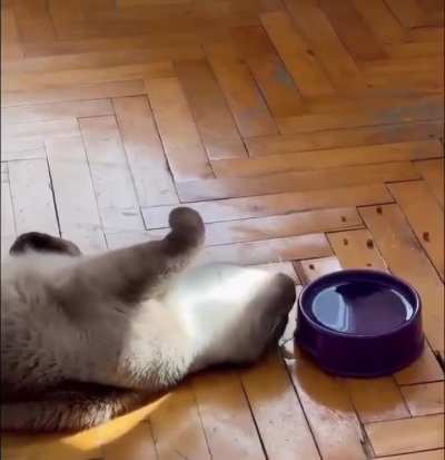 Catculations
