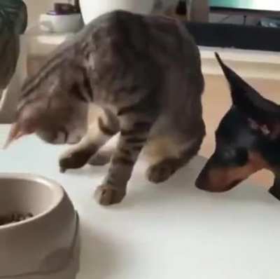 Empathy towards a dog