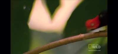 The Red Capped Manakin is feeds mostly on fruit and is found in tropical lowland forests of South America. It is known for its &ldquo;moonwalk&rdquo; mating dance.