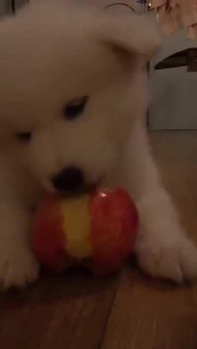 A cute samoyed puppy eating an apple