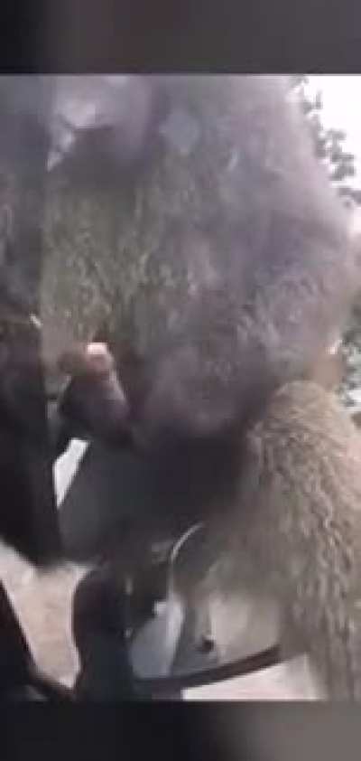 monk&eacute; wanks {credits:- CRAZYVIDS TV (on YouTube ) }