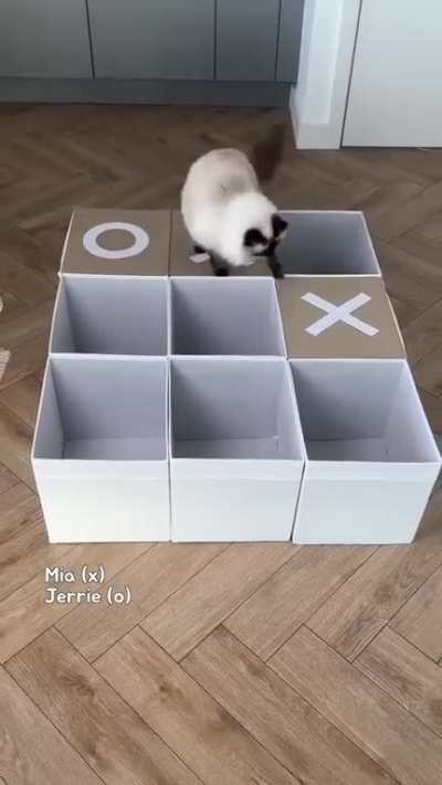 Cats play Tic-Tac-Toe game &eth;&plusmn;&eth;&plusmn;&eth;&frac34;