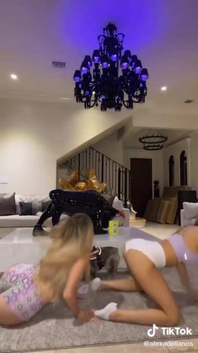 WAP - Bimbo Edition