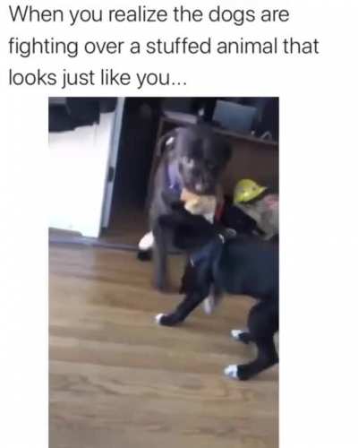 Cat dies inside