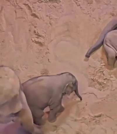 Baby elephants getting ready bed