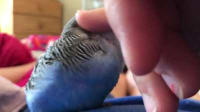 sweet scritches