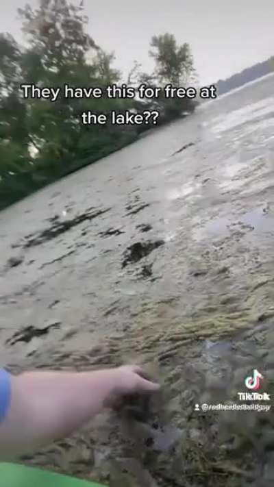 I'd imagine that lakeweed has a little less sodium than regular seaweed