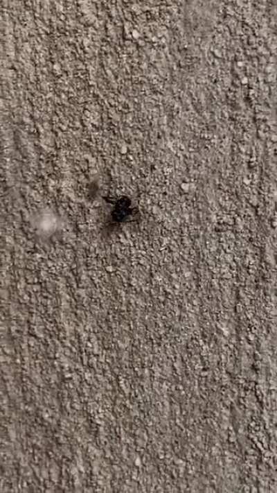 Spider troubling black ant&hellip;.wtf