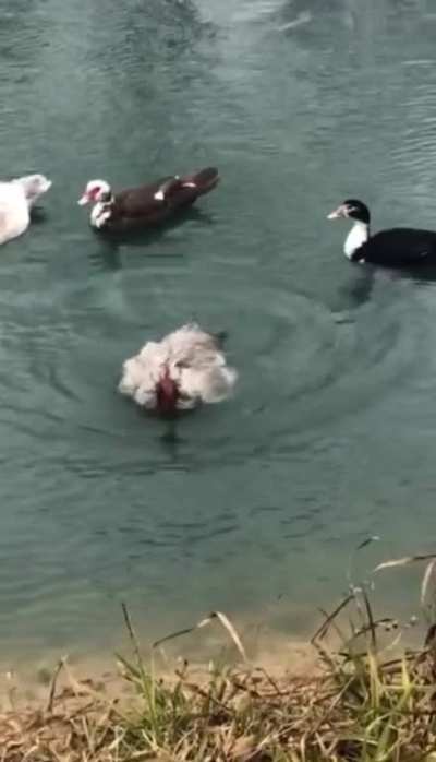 Water Cock