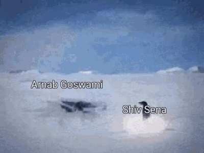 Penguins.
