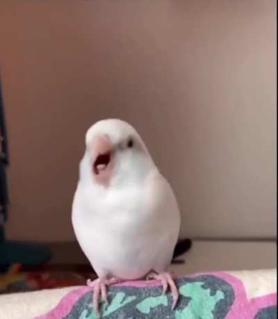 He do be vibin.