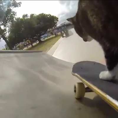 Tiene razo, vamos el gato lol