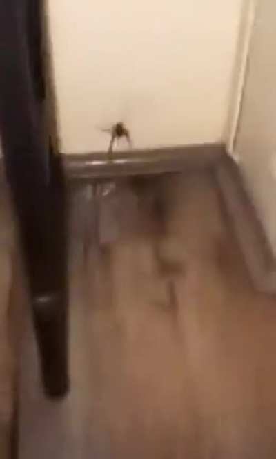 Perfectly cut scream